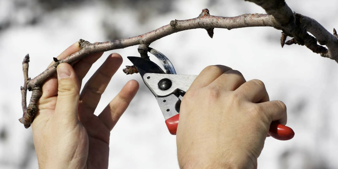 Почему зимняя обрезка требует особых инструментов ❄️🔧