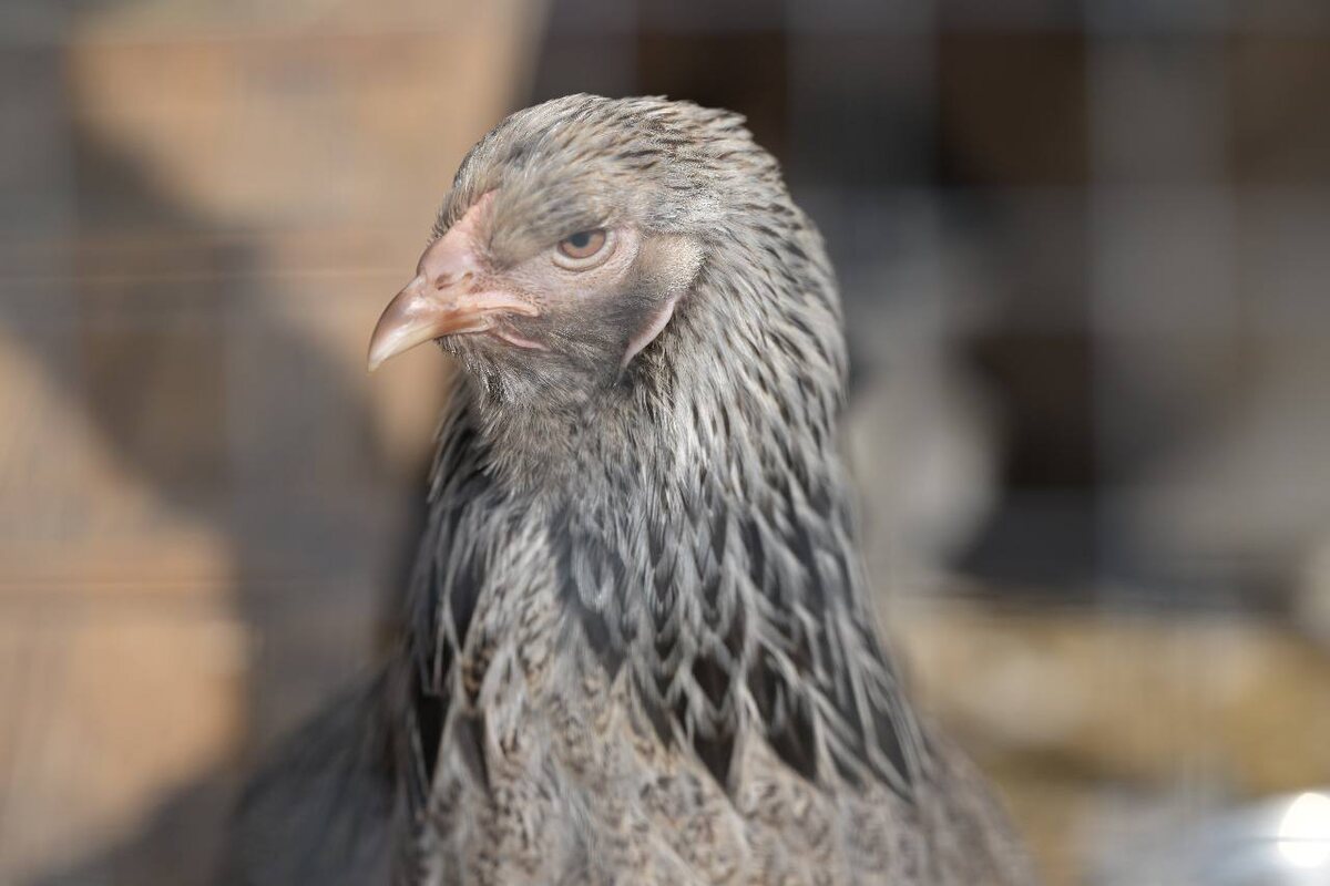 Курица тёмная брама. Автор фото: Анна Лебедь. Источник: t.me/ladyandexcavator