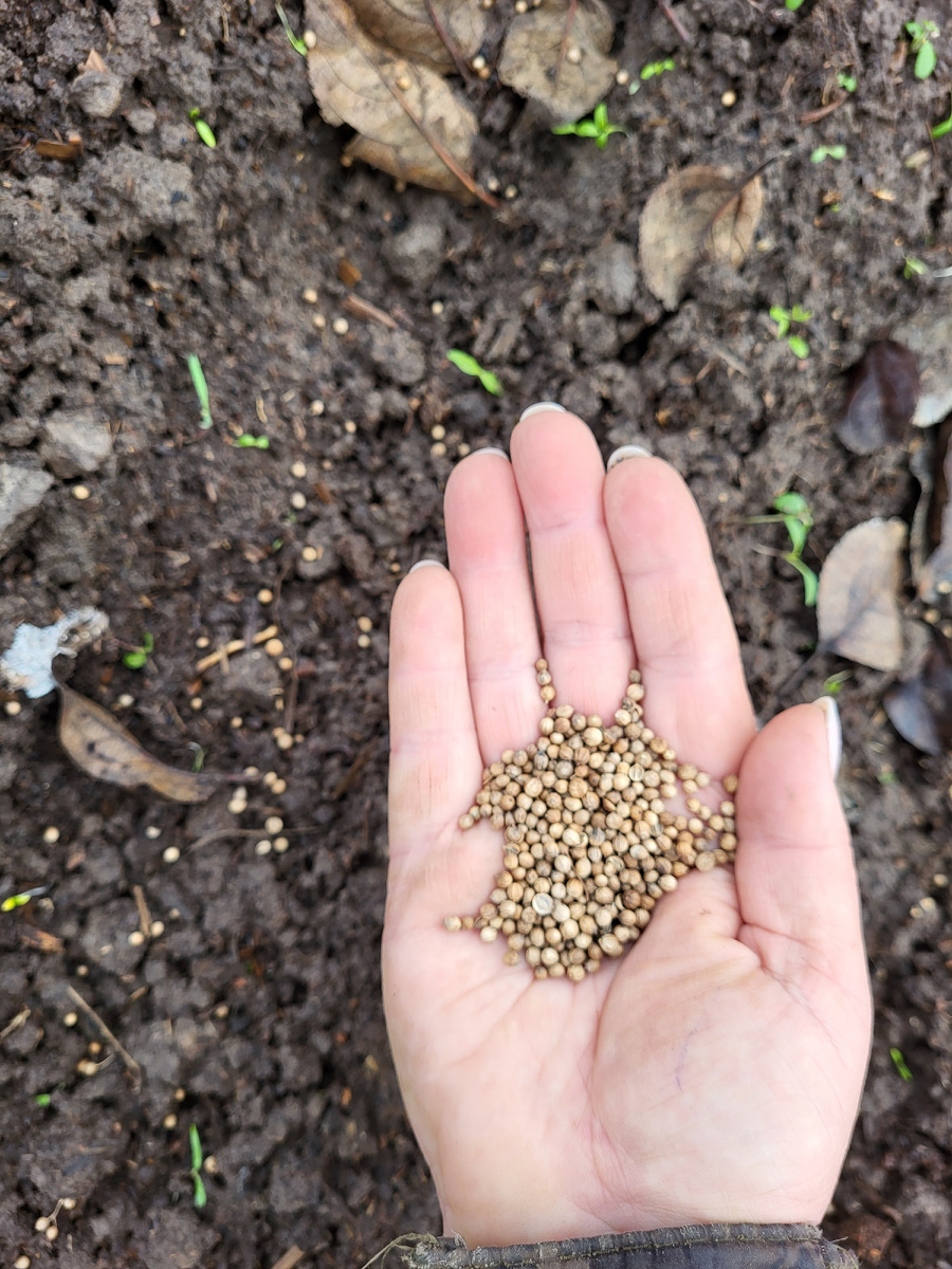 Семена кинзы 