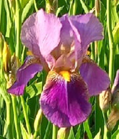 ирис Latin Lover (Лэтин Лавер)