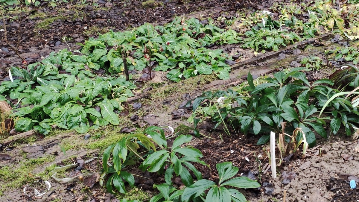 Примулы и морозники