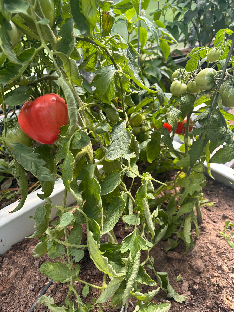 Андижанские и Июньский 3 июля