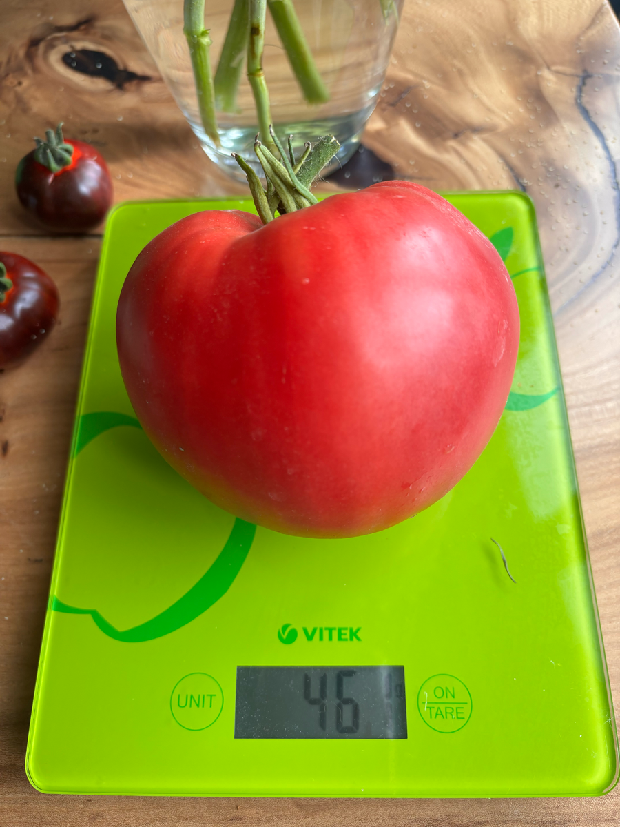 Самый большой Андижанский