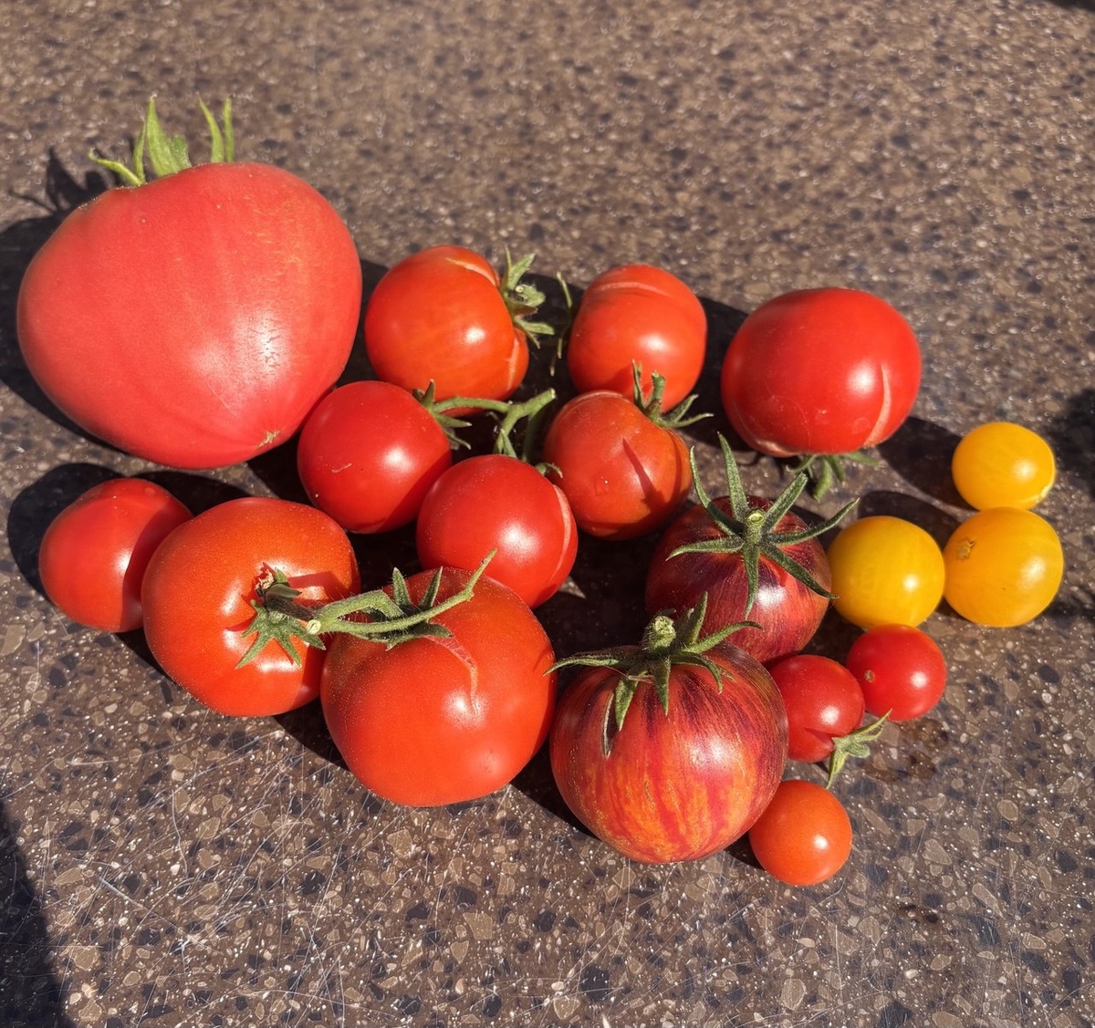 первый Андижанские в компании с Июньским и ВЗИ Кейли Энн