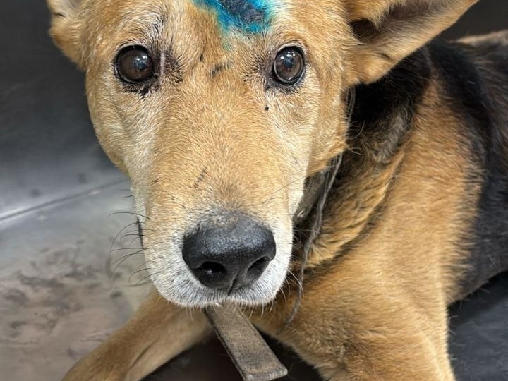 Рик-Бурбон: Жизнь после трагедии… Поможем старому другу! 🙏🏻