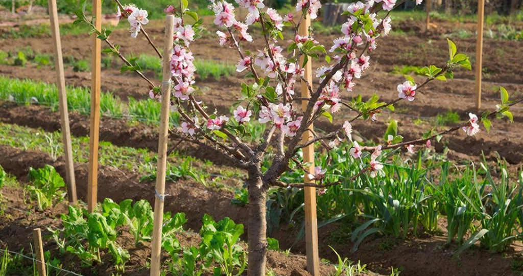 Рядом с вишней: какие растения спасут урожай, а какие его погубят