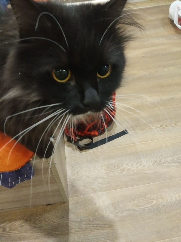 Кстати, вам не кажется, что есть в Скаре что-то от Бегемота?