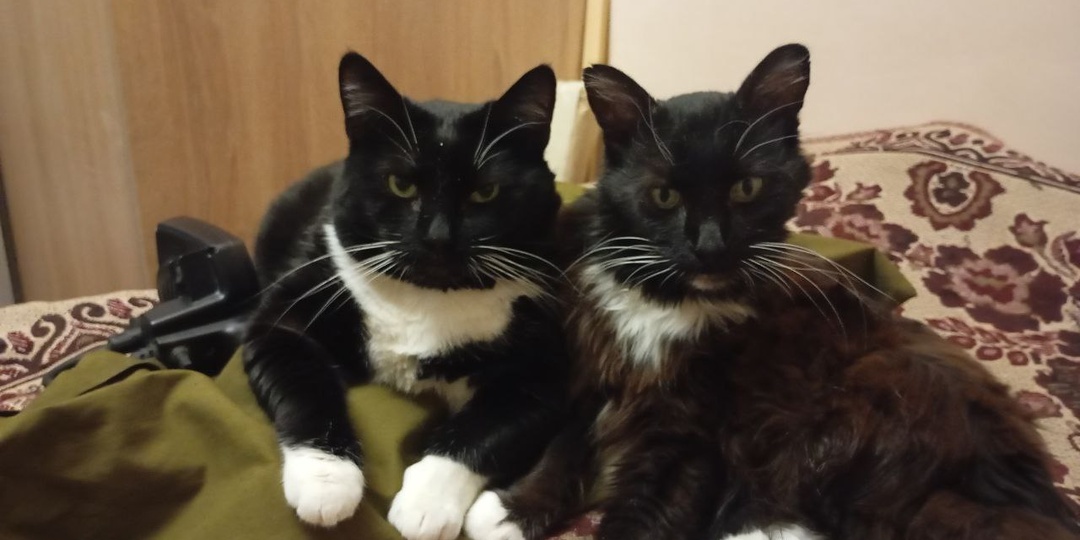 Это был бы абсолютно идиллический рассказ про кота и кошку, если бы не одно НО