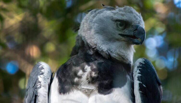    Гарпия. Как живет птица с обликом мифического существа? Фото: по лицензии CC0 Pxhere.com