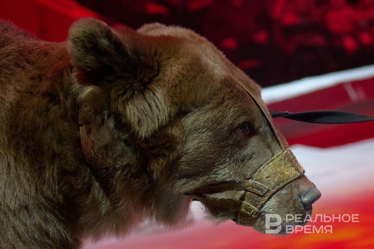   Динар Фатыхов / realnoevremya.ru