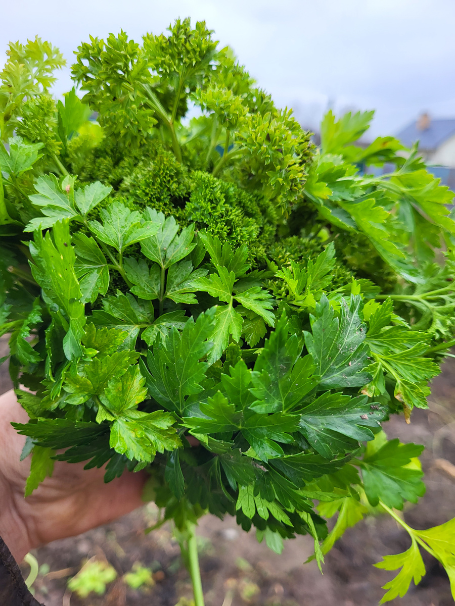Петрушка прямо с грядки. 12.12.25