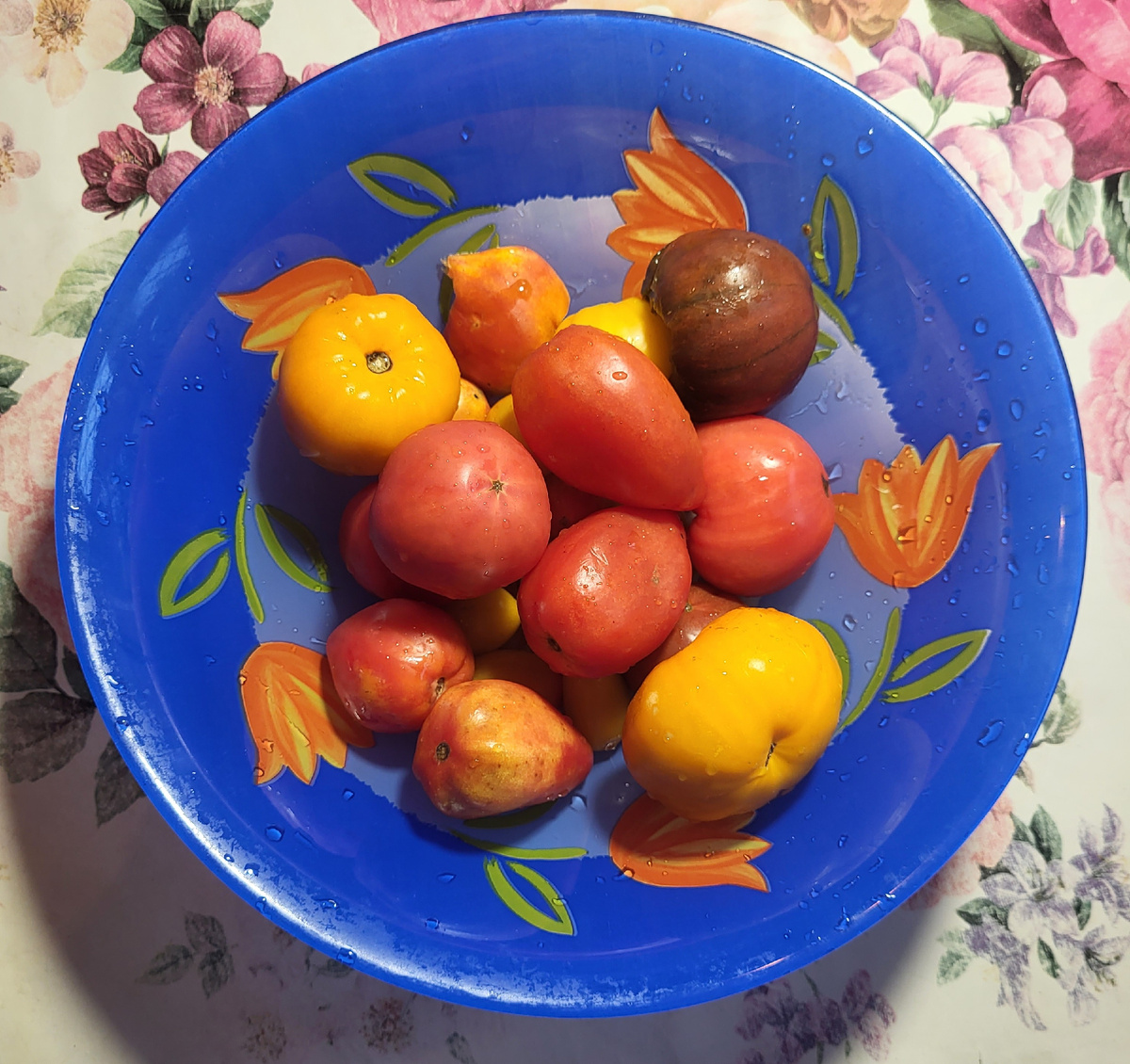 Последние помидорки.