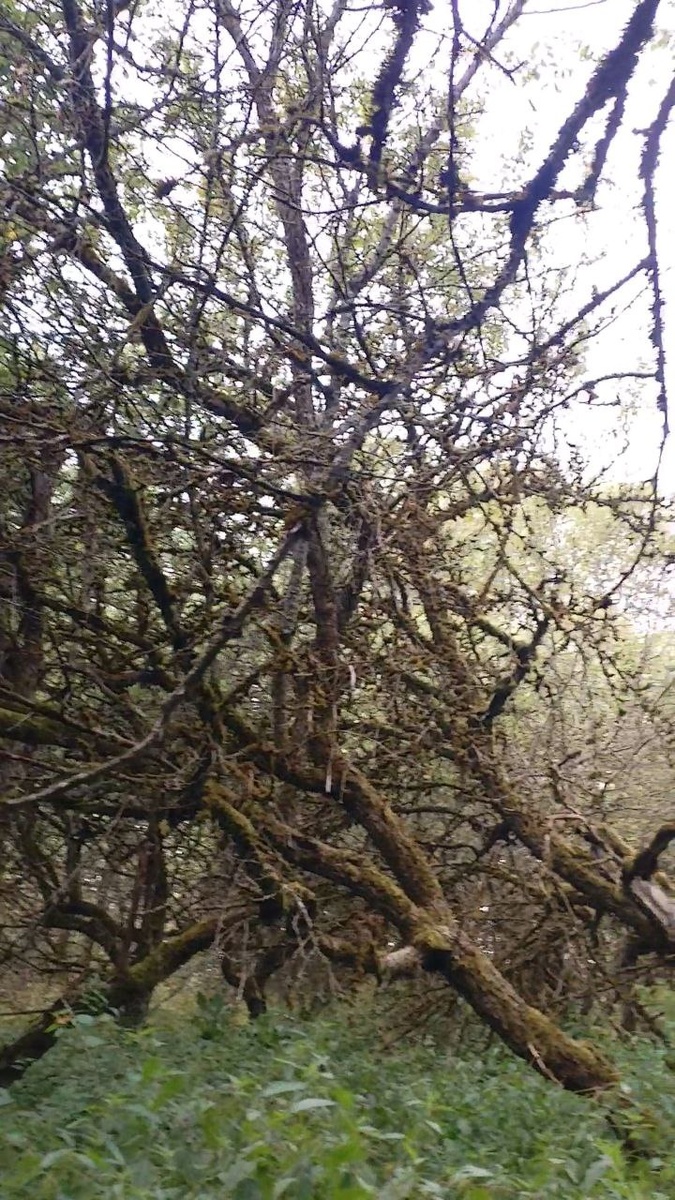 Яблоневые сады в Миловидово. Остатки красоты и плодородия.