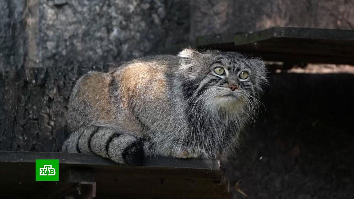    Манул Тимофей начал зажировку к зиме