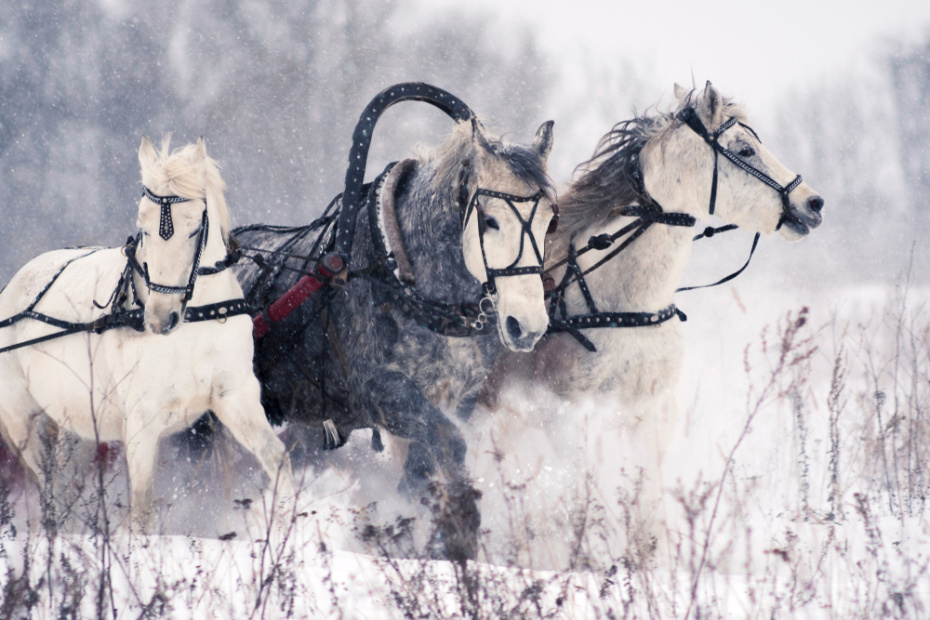    Shutterstock/FOTODOM