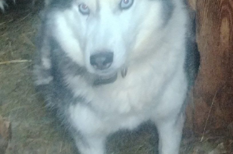 Как дальше быть приюту? 😔🙏