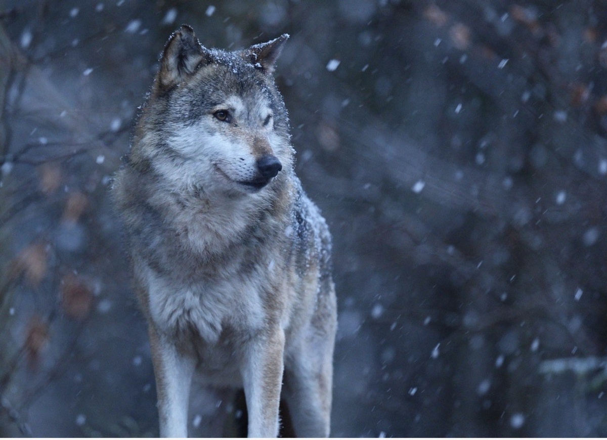Стая волков идут за вожаком след в след. Так и ваш углеродный след можно минимизировать с мудрым подходом.