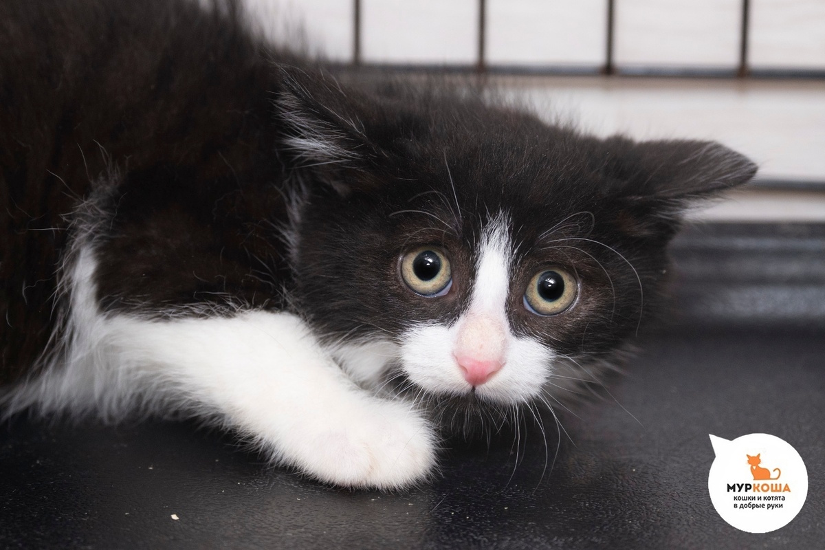 Жорик спасён с улицы, брат Каонаси.