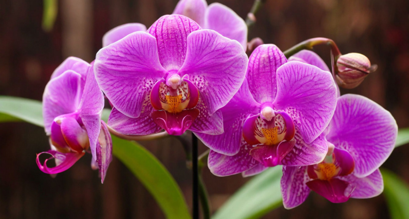    нейросеть shedevrum