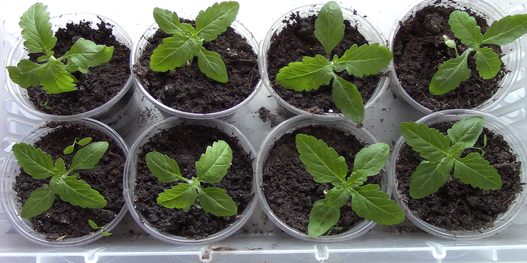 КАКИЕ ЦВЕТЫ ПОСЕЯТЬ В ДЕКАБРЕ?