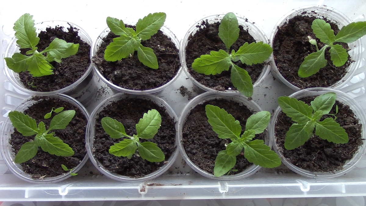 Фото автора. Рассада вербены