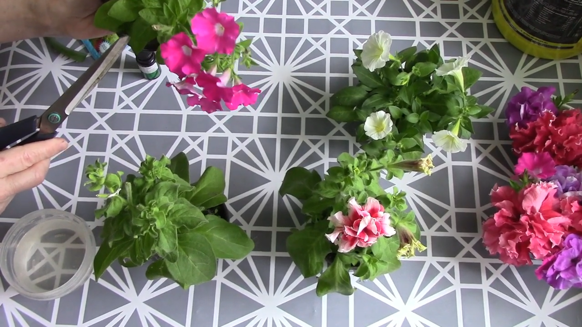 Фото автора. Черенкование петунии