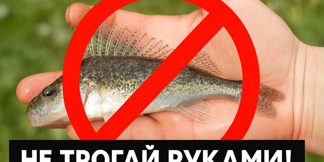 Вы ловили Ерша? А вы знали, что он может быть опасен?!