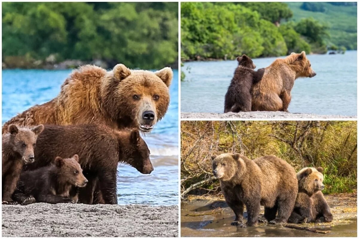    Сон царя тайги и леса.