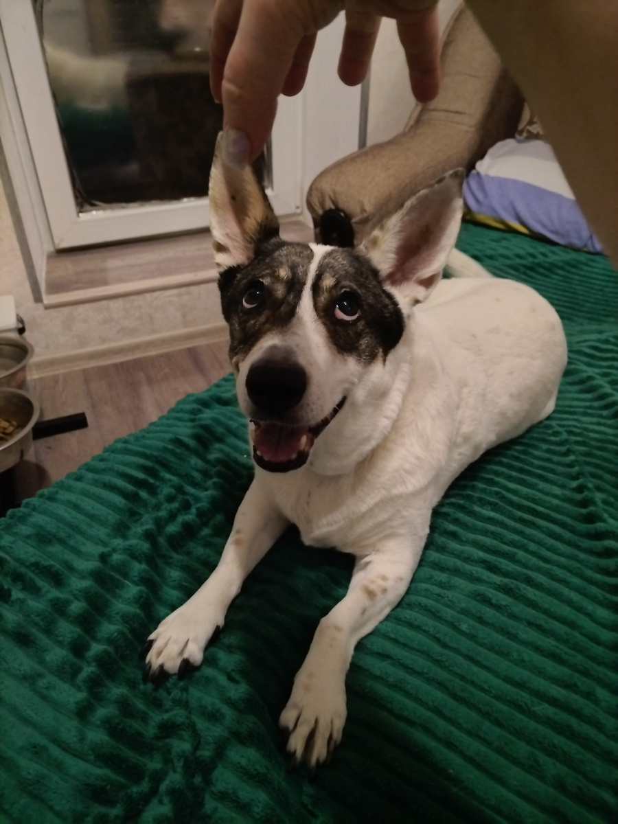 Играли с Зефиркой. Я  над ней руку заносила, а она от руки носилась по квартире 😂