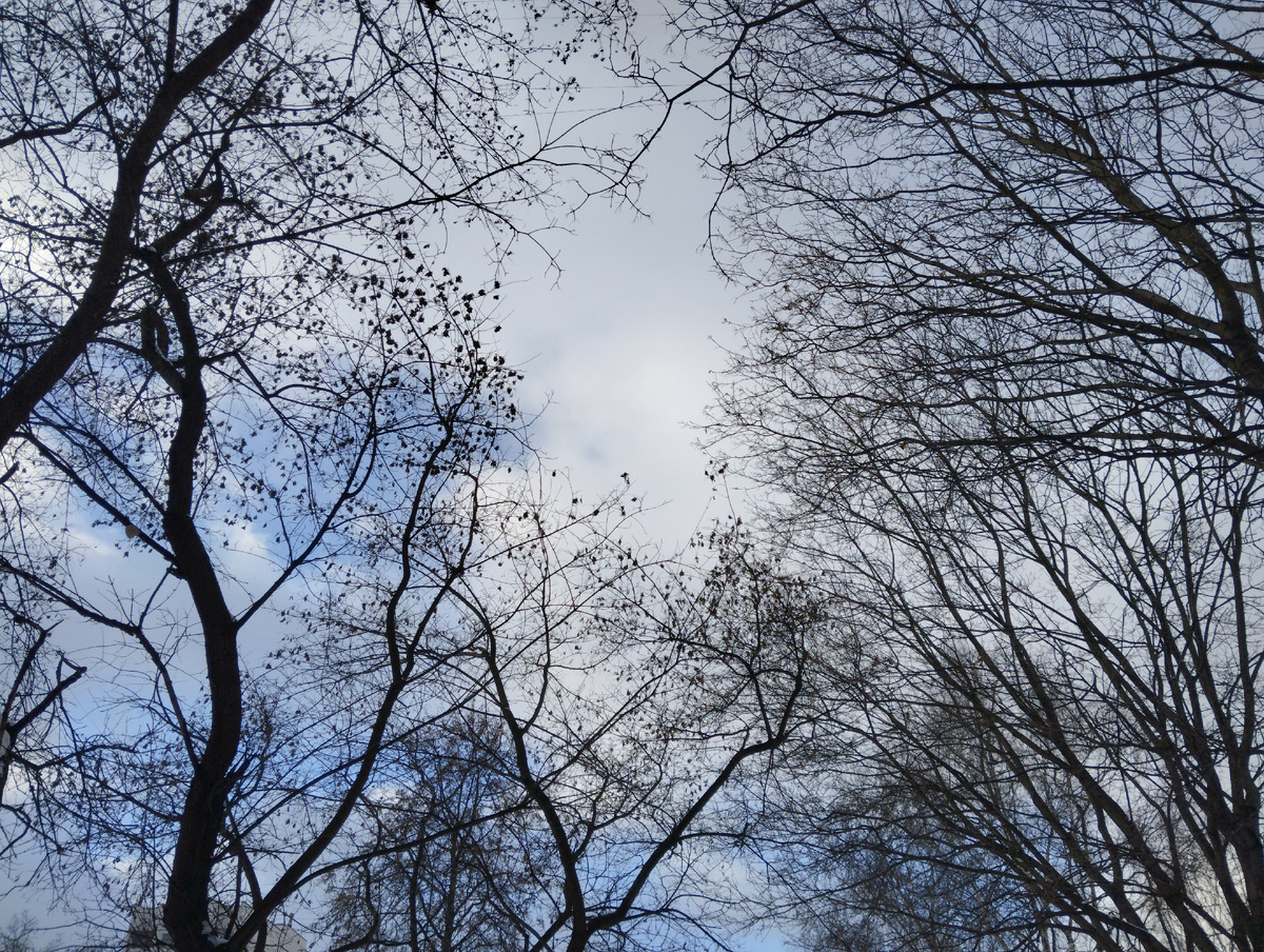 Декабрь в Лианозово. ЗДЕСЬ и далее фото автора и(или) из личного архива автора, если не указано иначе.