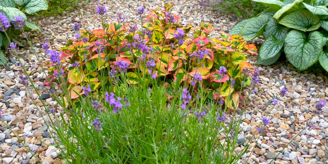 Июльский сад. Какие многолетние растения цветут в июле.