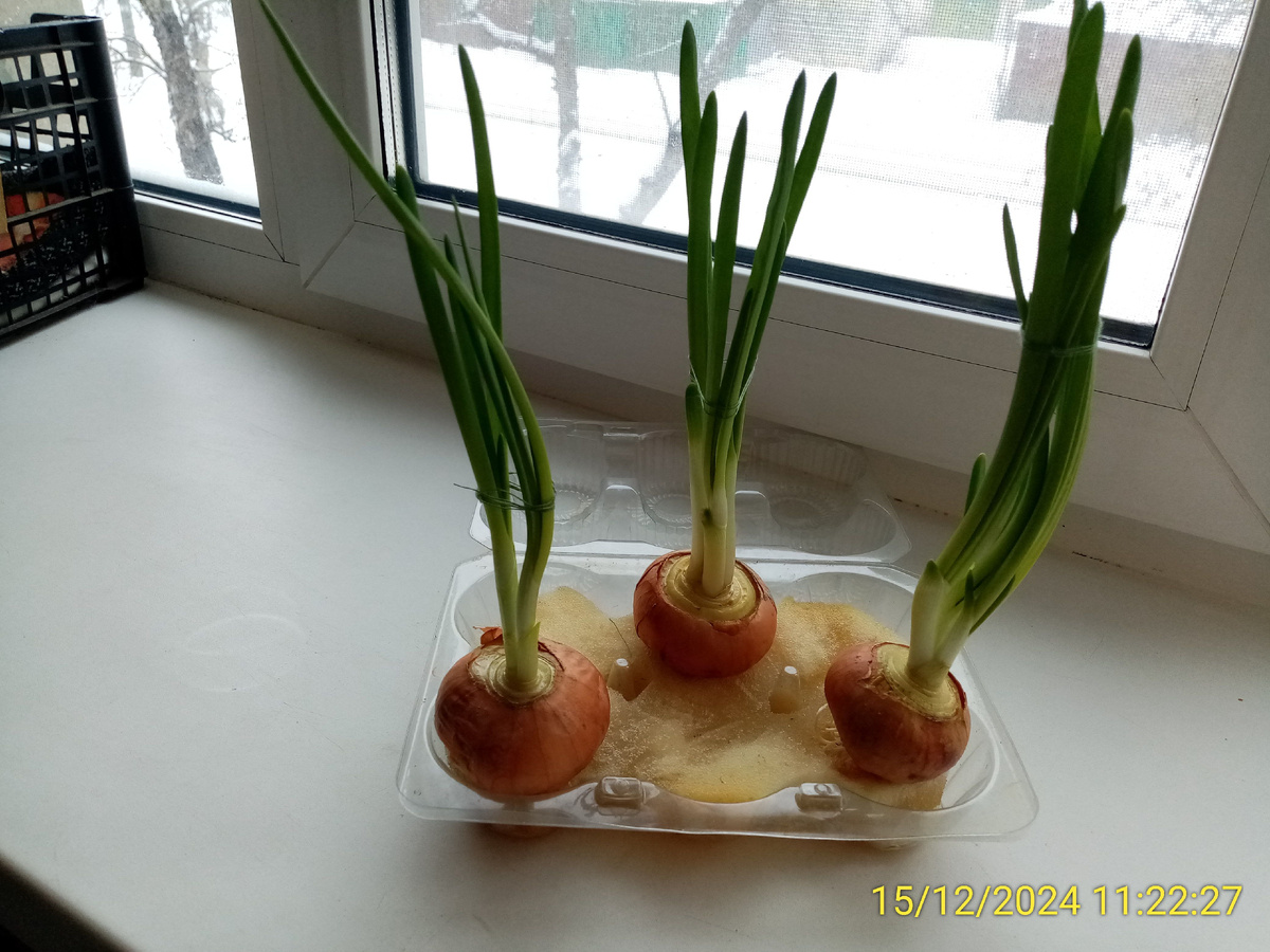 Лук выращиваю на поролоне. Отлично, нет грязи.