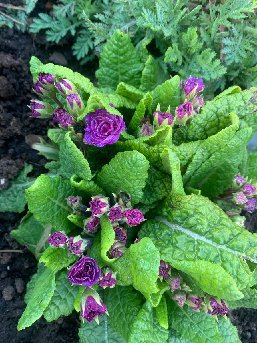 Примула из серии Беларина/ покупка 23г август, были крохи, пристальное внимание, при частых дождях бывает загнивание листьев и цветов, которые своевременно удаляю, иначе можно потерять весь куст, поливаю редко и только в жару, когда долго нет дождей,просто под корень поливаю фитоспорином, р-р делаю на глаз, крепче , чем в инструкции. Иногда подсыпаю золу в сырую погоду и рукой рыхлю вокруг, по осени иногда подсыпаю конский перегной старый. Это относится ко всем видам примул, особенно молодым кустам, особенно ушковым, их как бы выпирает из грунта , углубляю. 