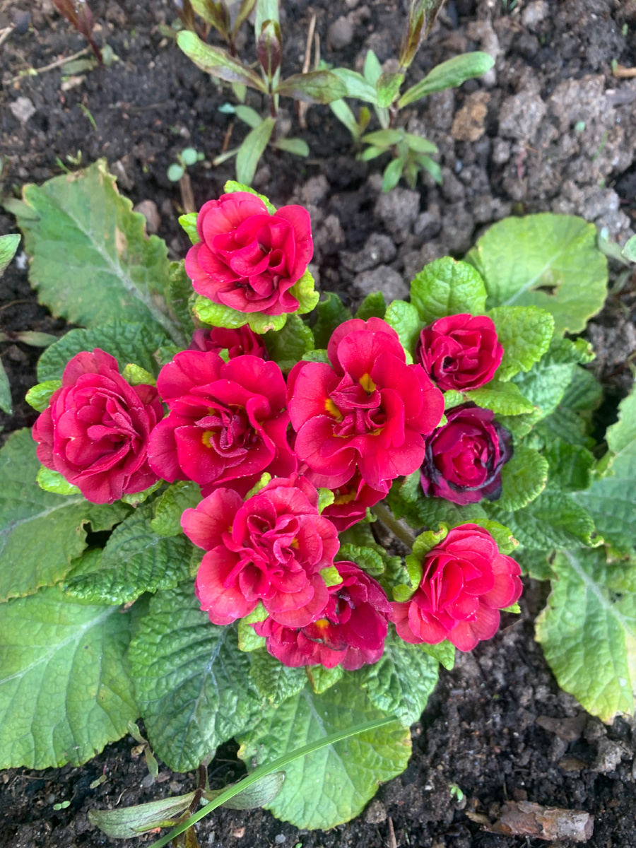 Примула серии Беларина.