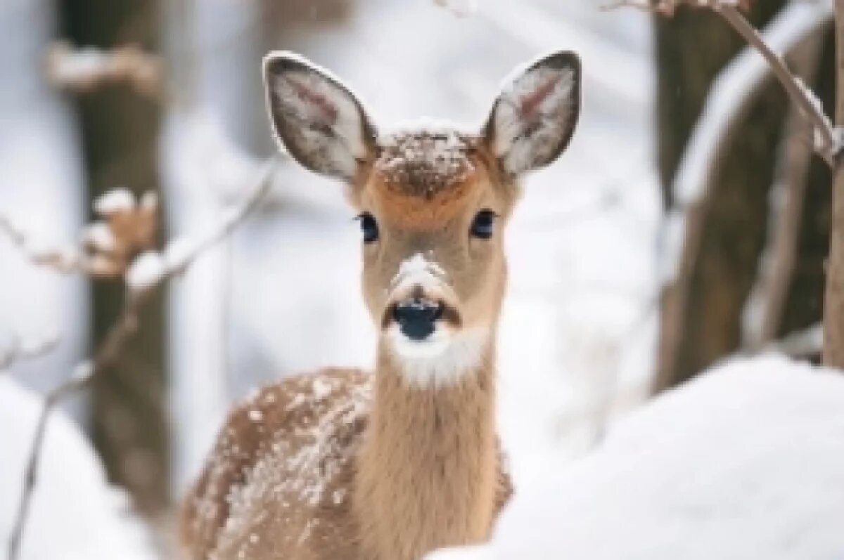    Охрану косули усилят в Хабаровском крае