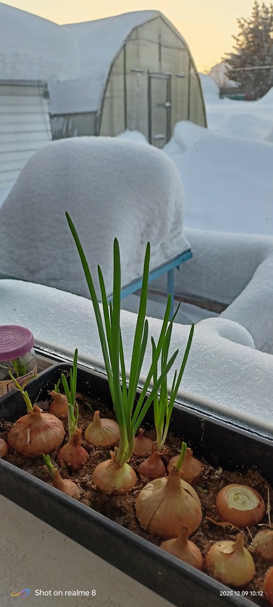 Лук на окошке зеленеет,за окном морозы и сугробы🙂