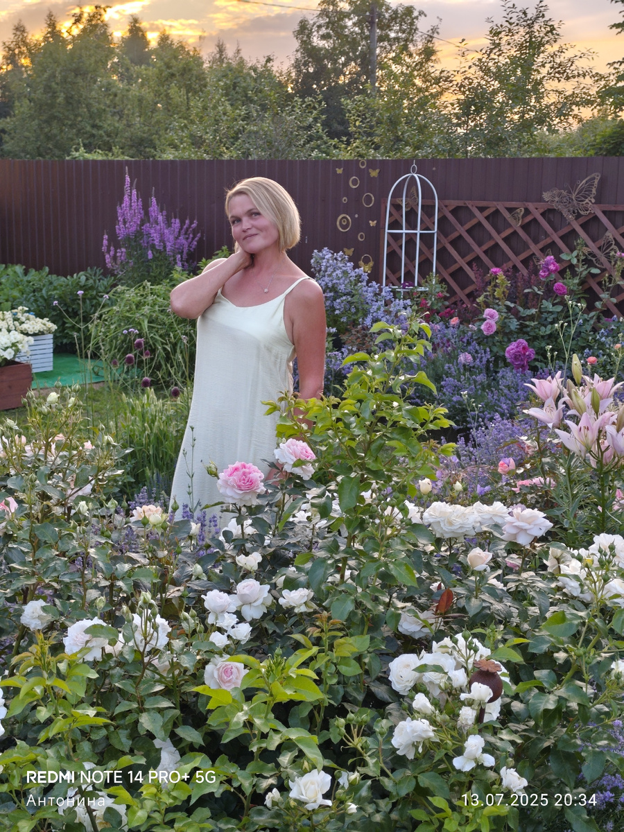 Высокорослый дербенник иволистный на заднем плане.