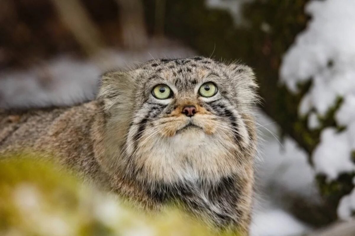    А вот и «соавтор» термина