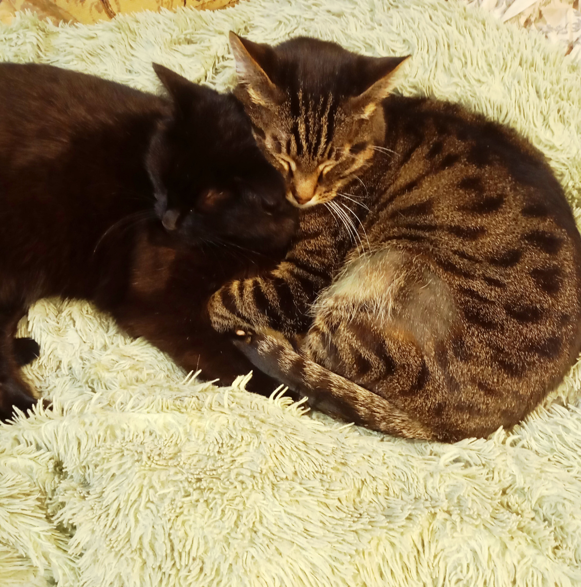 Смурфик и Ночка