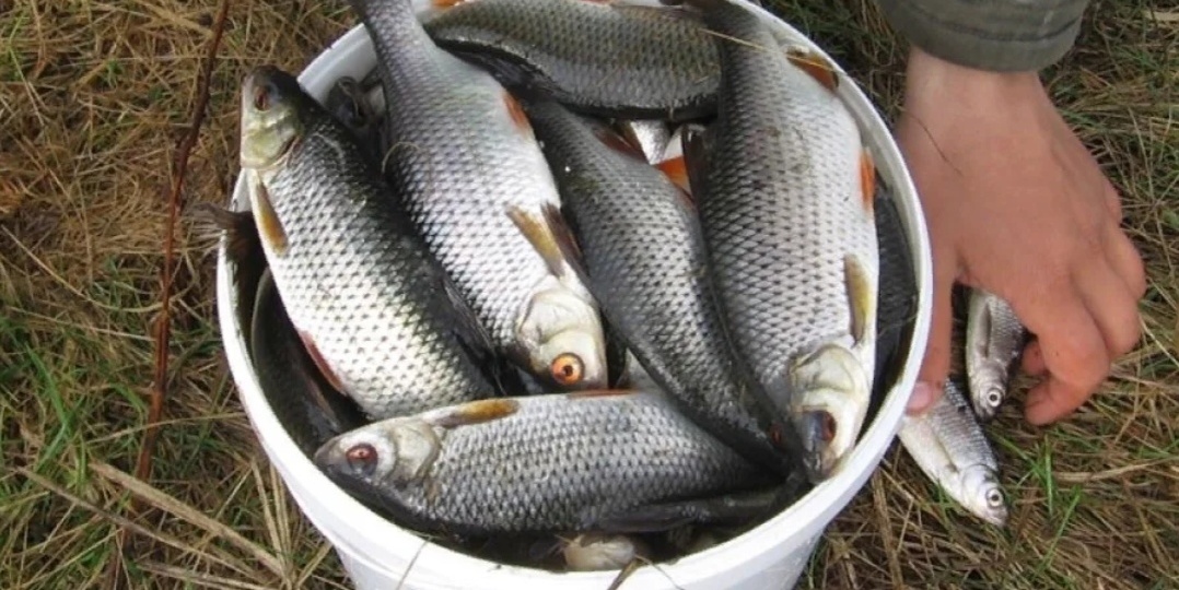 Ловля крупной плотвы: секреты успеха