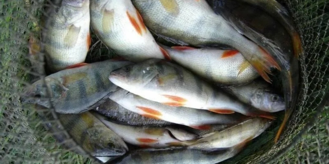 Поздняя осень — идеальная пора для любителей окунуться в мир рыбалки!