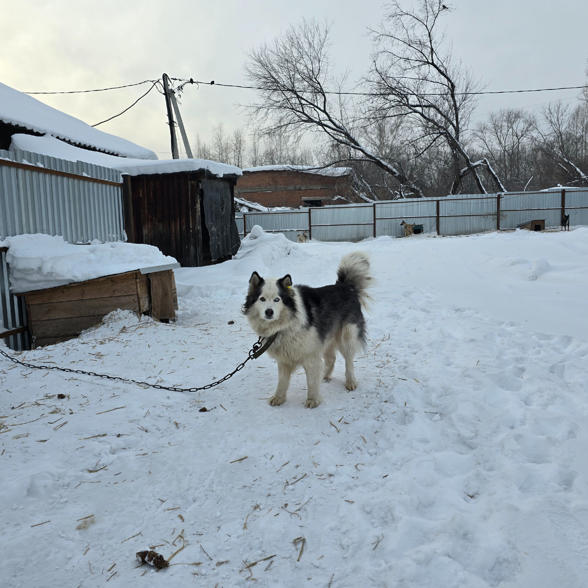 пушистый красавец позирует на снегу