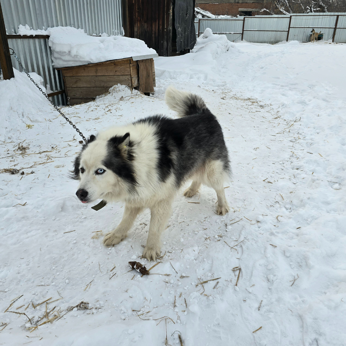 умные глаза смотрят прямо в душу