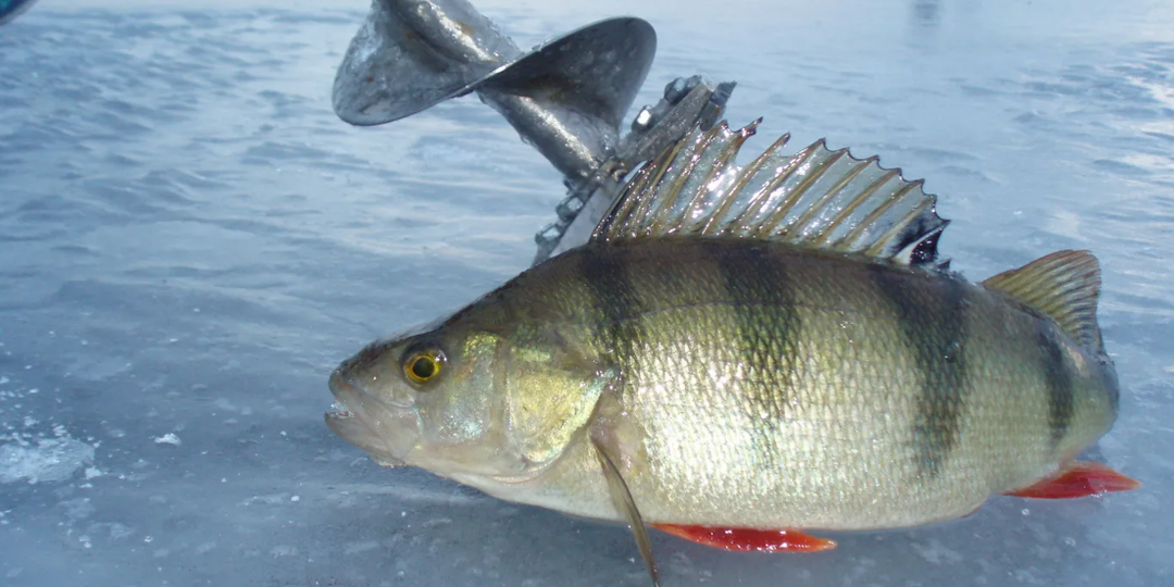 Окунь зимой — где сверлить и чем ловить