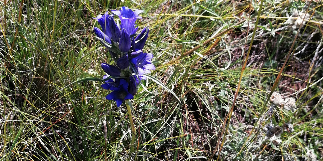 Двойная радость цветовода