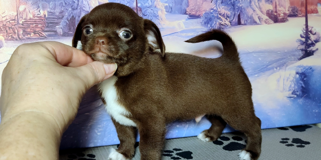 Собака ведёт себя так - как ЗАСЛУЖИВАЕТ её хозяин. Что не так с этой собакой ?