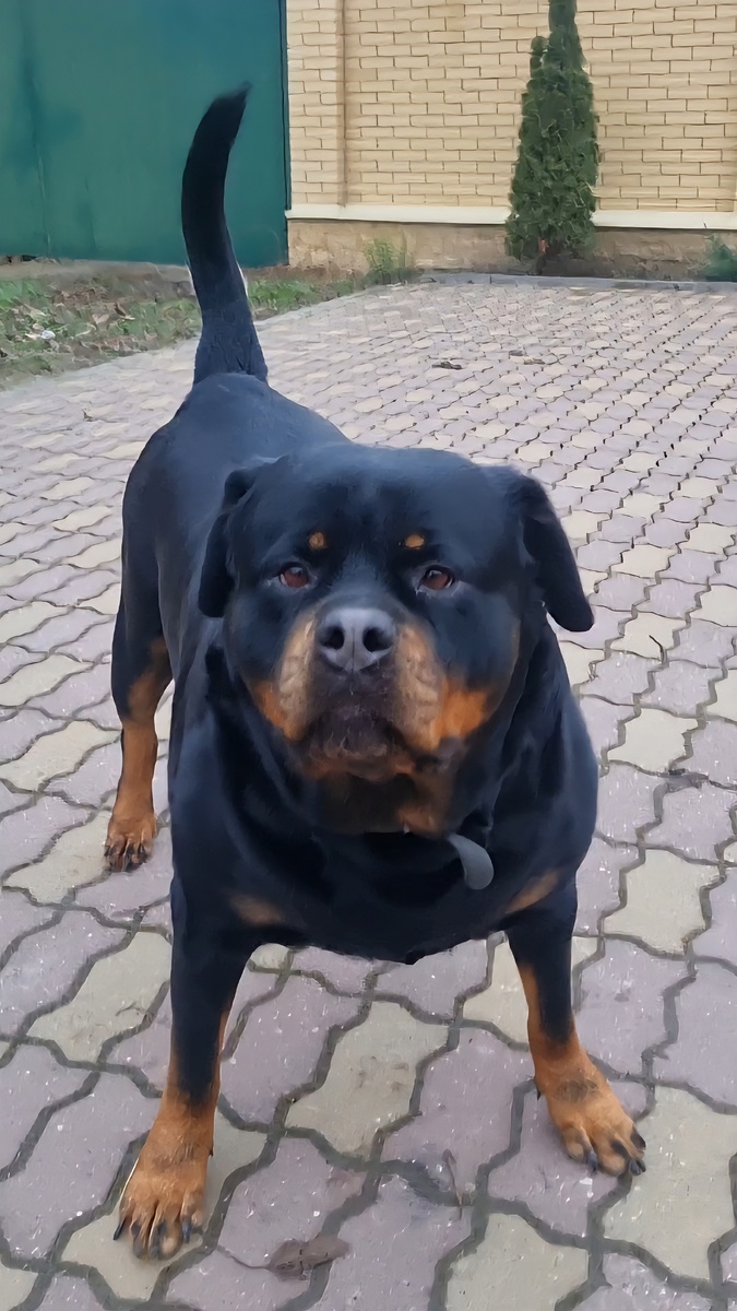 Вышли погулять на площадку перед домом. В нашу сторону направился случайный прохожий, Берта застыла.