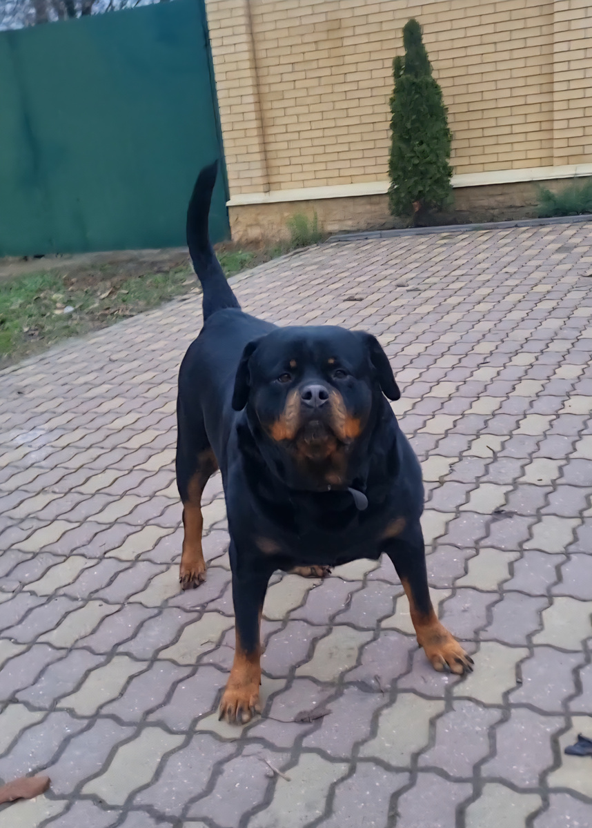 Человек, который к нам так смело подошел, оказался хозяином ротвейлера. Хорошо  так побщались, он чуть на работу не опоздал. 😂