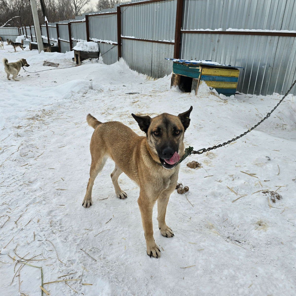 на цепи в снегу радость