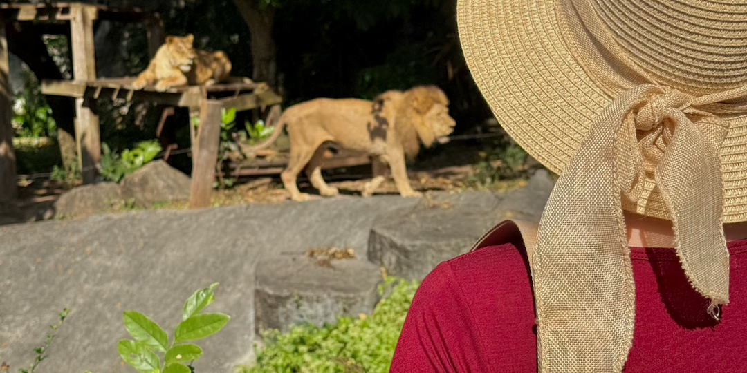 Зимовка в Таиланде, Паттайя: самостоятельно в зоопарк Кхао Кео